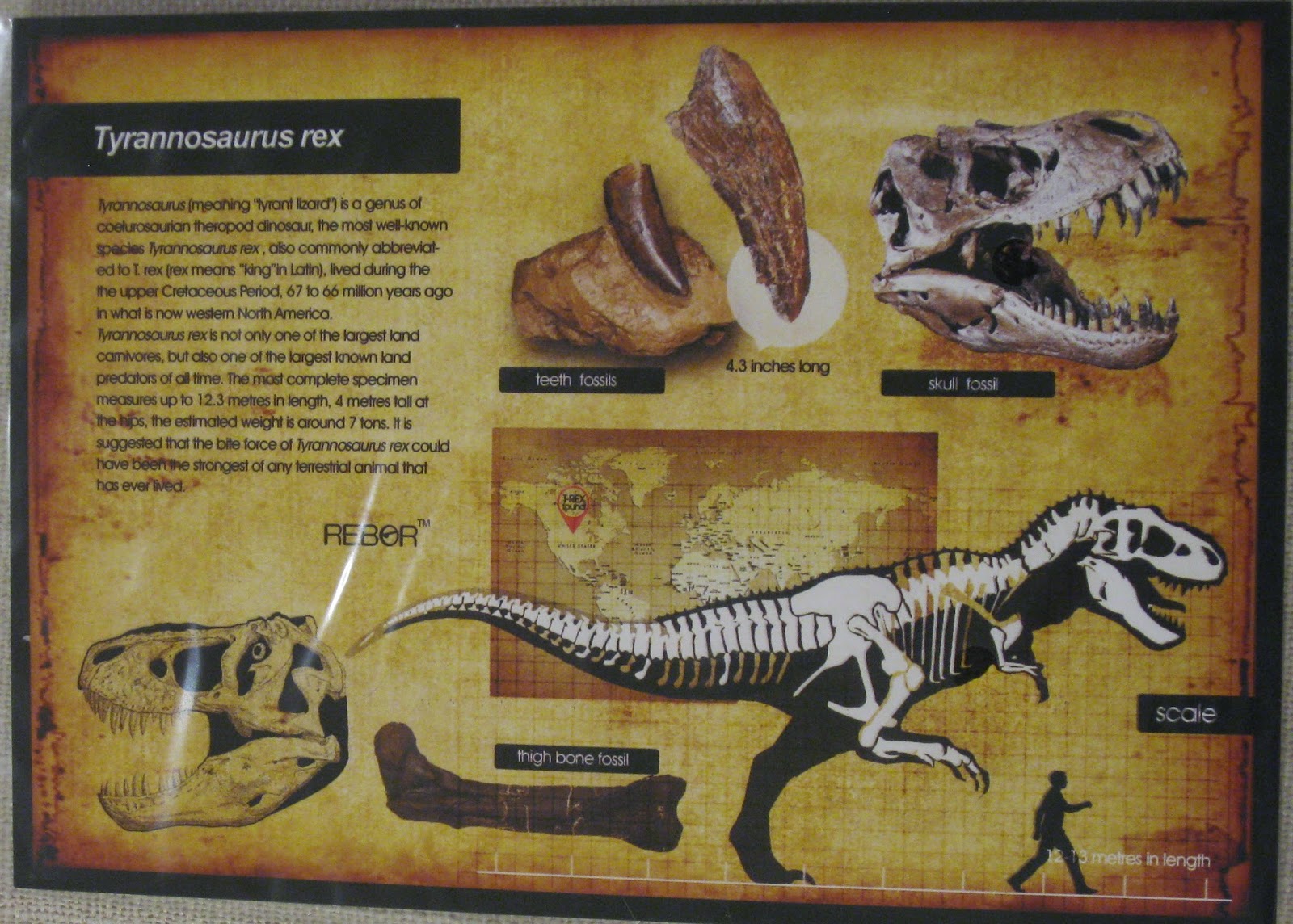 rebor t rex