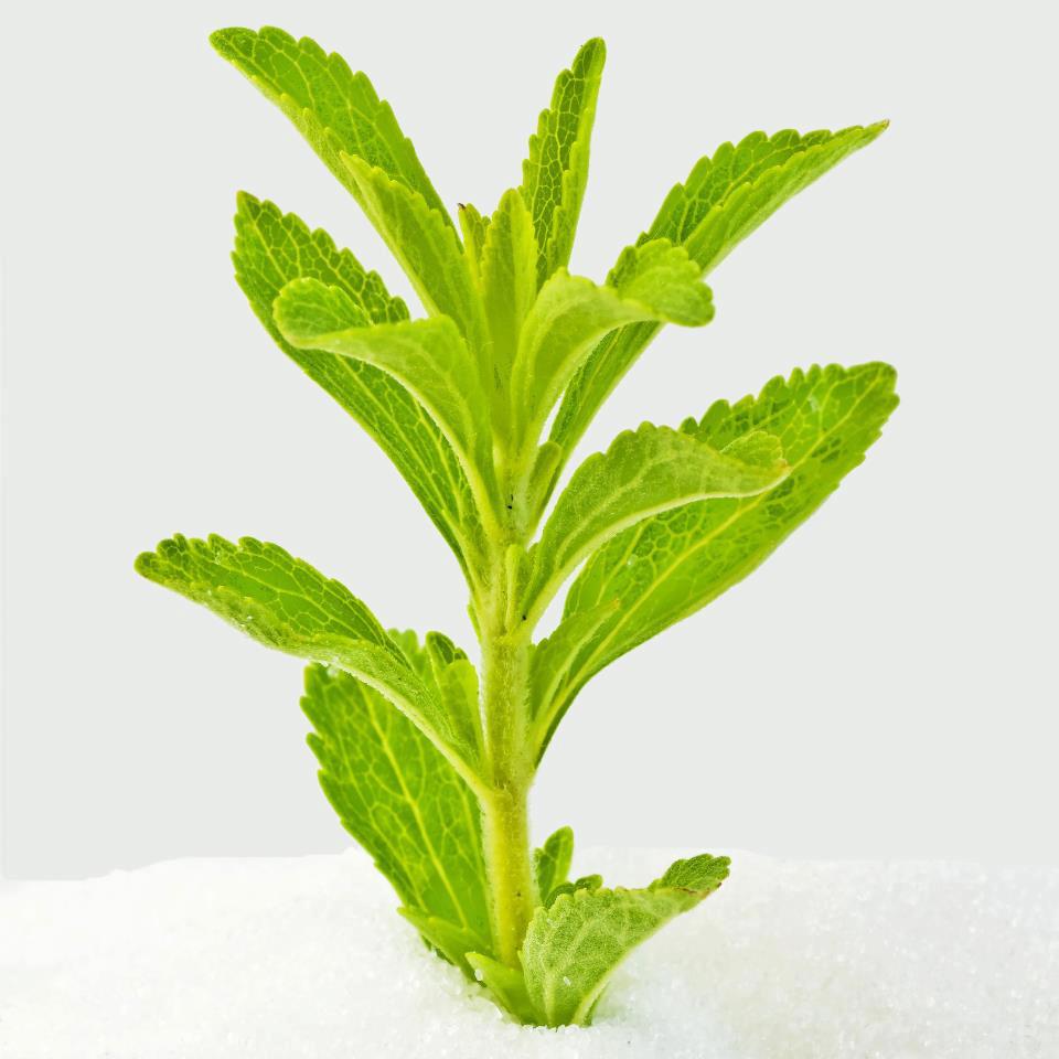 BLOG SHALOM NATURE Stévia Planta (Stevia rebaudiana Bertoni)