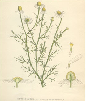 Matricaria pubescens