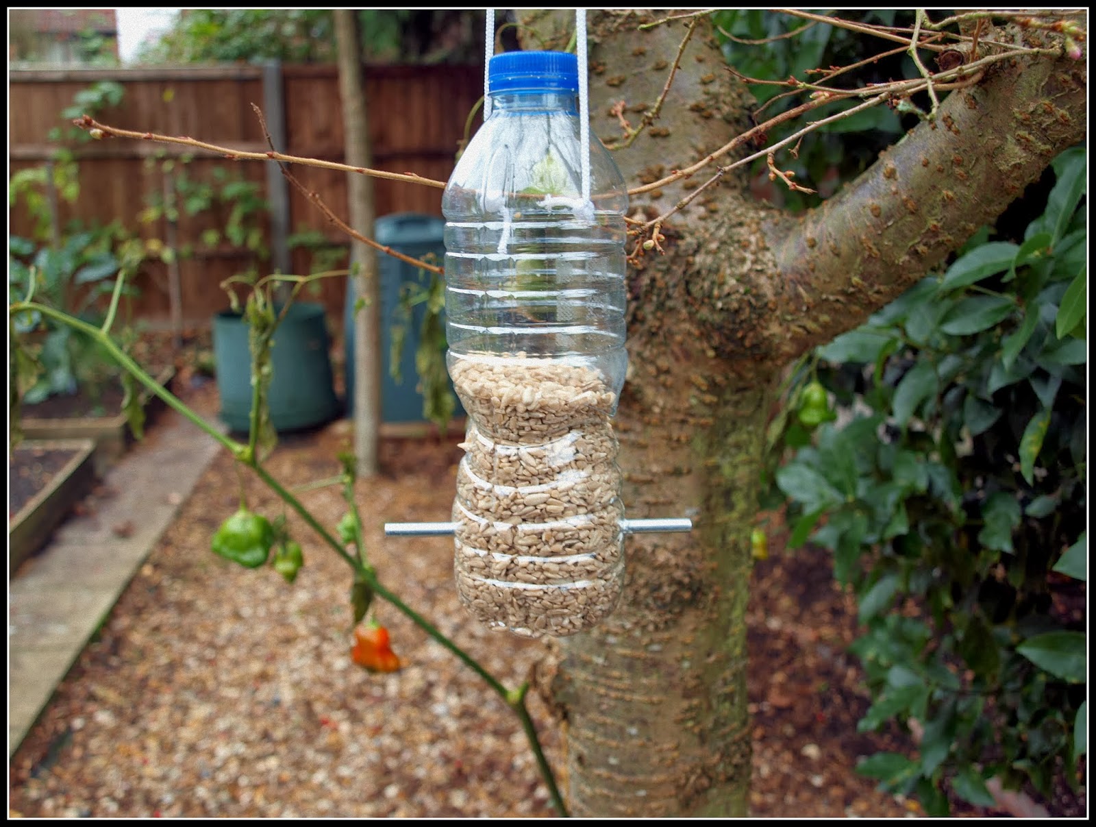 Mark's Veg Plot: How to make a bird-feeder
