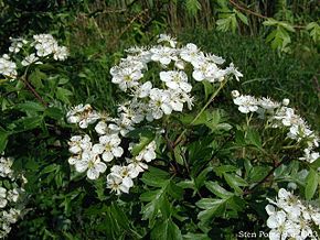 Jardin Potager Comestible A Partager Avec Les Moineaux Des