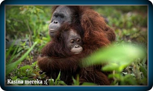 Jelaskan Penyebab Semakin Berkurangnya Populasi Orang Utan! Jelaskan Penyebab Semakin Berkurangnya Populasi Orang Utan!