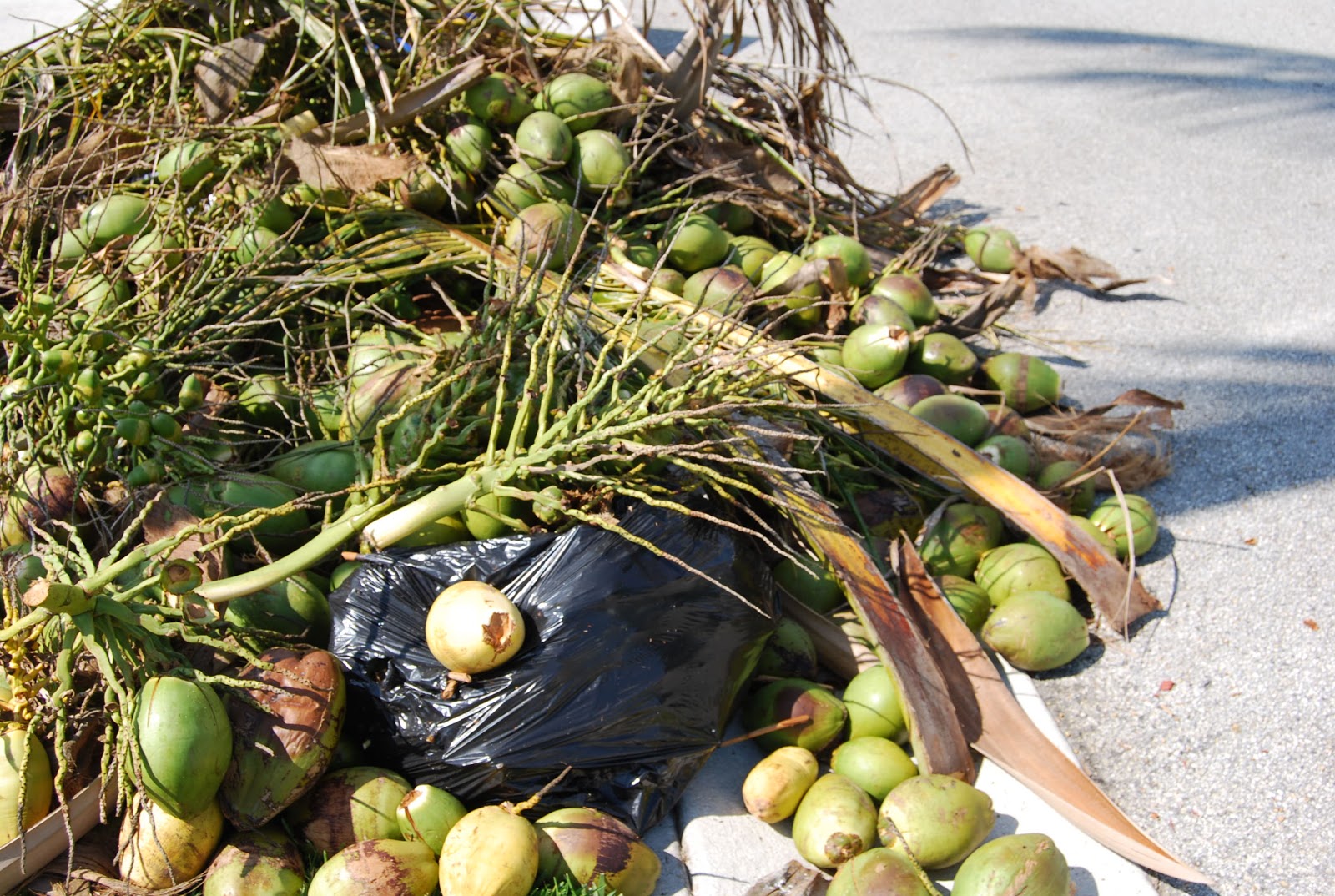 Helen A. Lockey Green Coconut Water South Florida Style