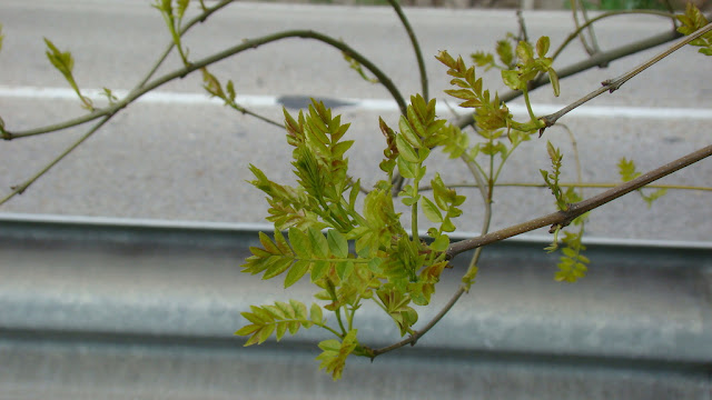 Fresno de hoja estrecha (Fraxinus angustifolia Vahl.).
