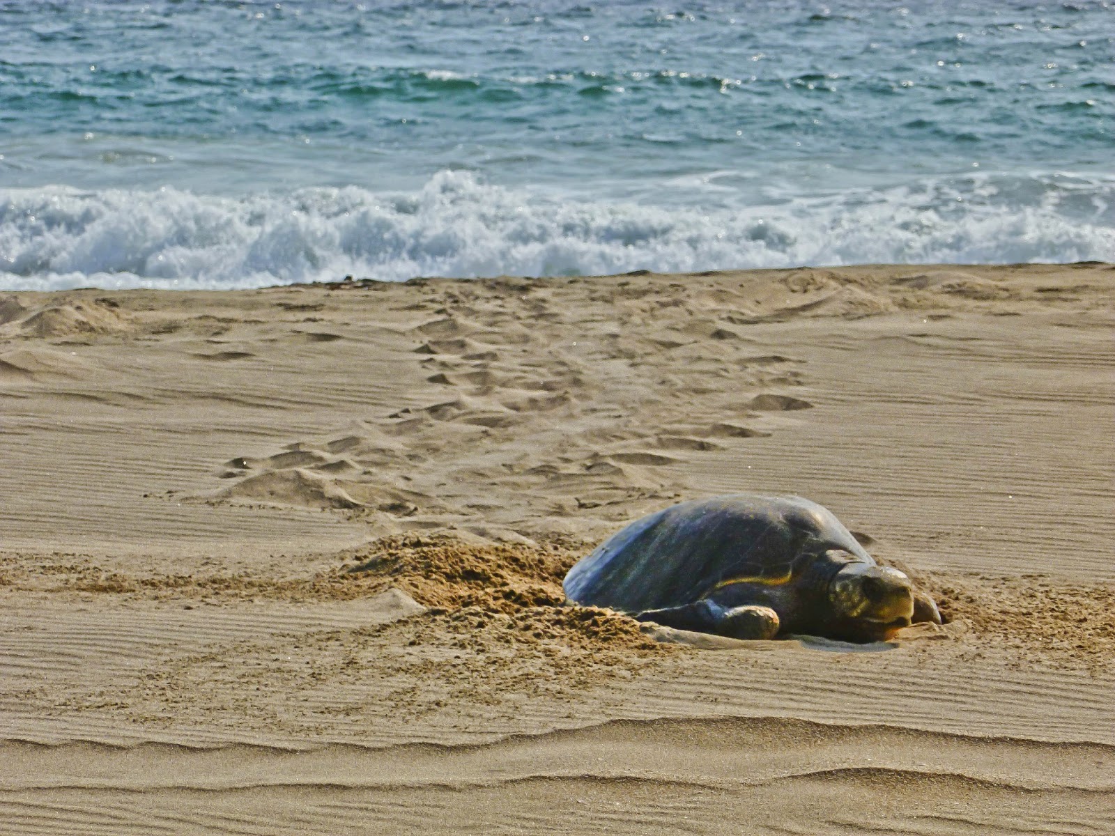 turtle on mexico beach