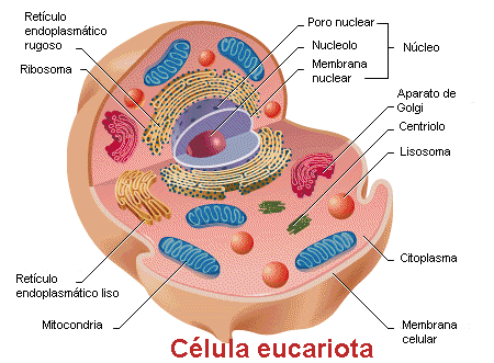 Estructura de una célula eucariota Estructura de una célula eucariota