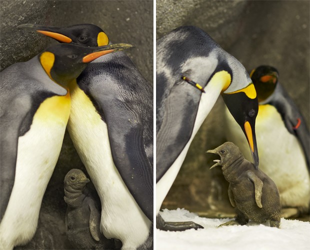 Casal de pinguins-imperadores machos em zoológico dinamarquês cuidam de filhote nascido há um mês (Foto: Divulgação/Ard Joungsma/Zoológico Odense)