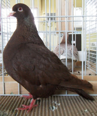 carneau brown pigeons