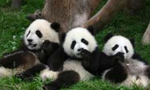 Panda Lucu dari Tiongkok « Animals Box