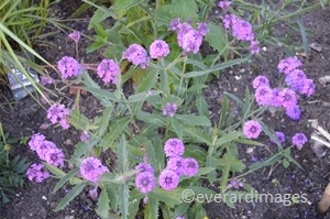 Growing Verbena Rigida Gardenandhealth Verbena Rigida