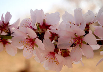Flores de almendro en primavera - La belleza de las flores
