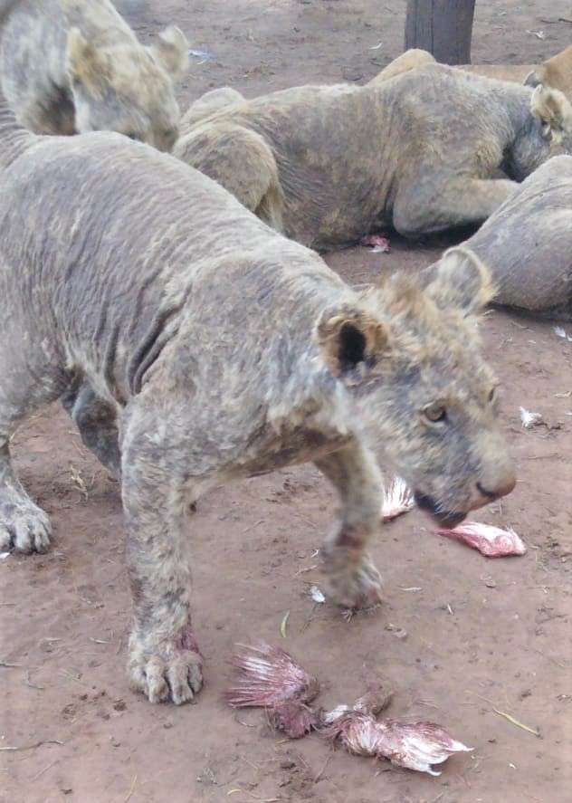 Heartbreaking Pictures Of Sick Lions With No Fur Living In A 'Farm'