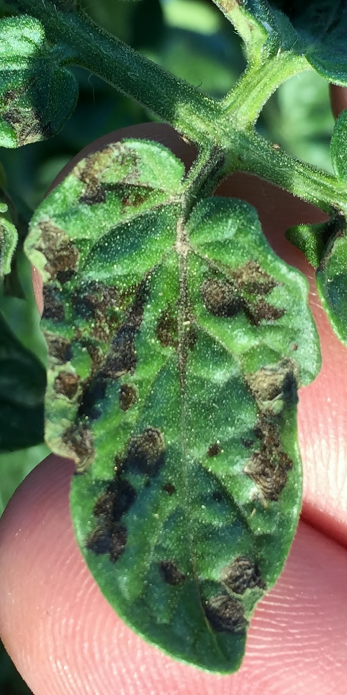 NMSU Plant Clinic: Tomato Leaf Spot Diseases