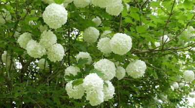 Schneeballblüte im Mai Schneeballblüte im Mai