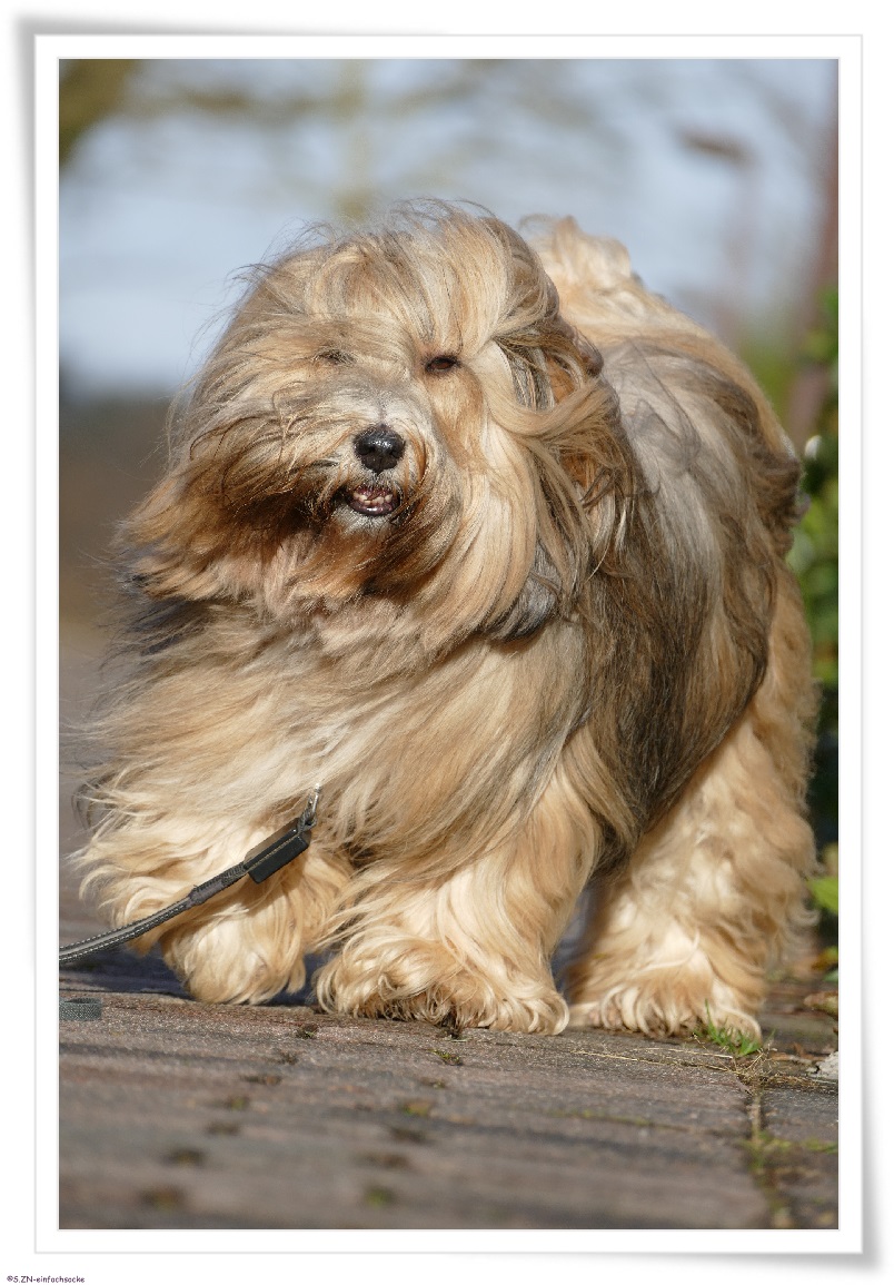 [Hundeblog] Einfach Socke Bin ich verrückt, unqualifiziert oder naiv?