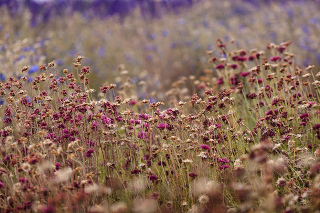 Colourful summer flowers caught on camera by Martyn Ferry Photography
