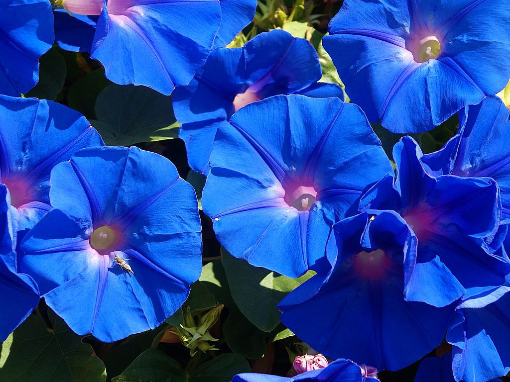 Blue Flower Wallpaper Blue Flower Wallpaper