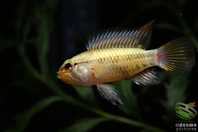 Apistogramma cf. hongsloi