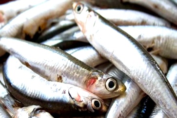 Anchovetas Foto de anchovetas con ojos abiertos