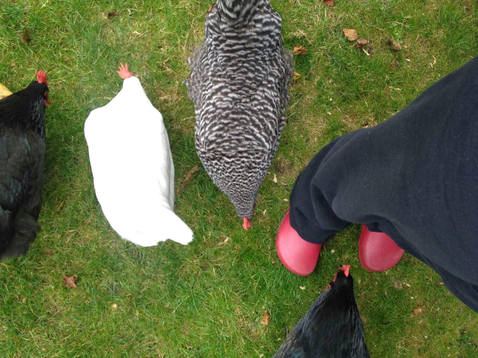 wander north a beginners guide to backyard chickens