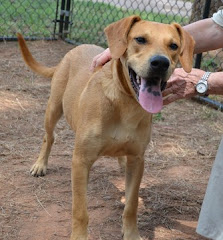 8/30/12 ADOPT, RESCUE,  FOSTER- Athens - Clarke County Animal Control GA. MANY DOGS OUT OF TIME