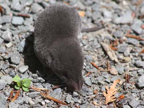 Northern Short-Tailed Shrew Northern Short-Tailed Shrew