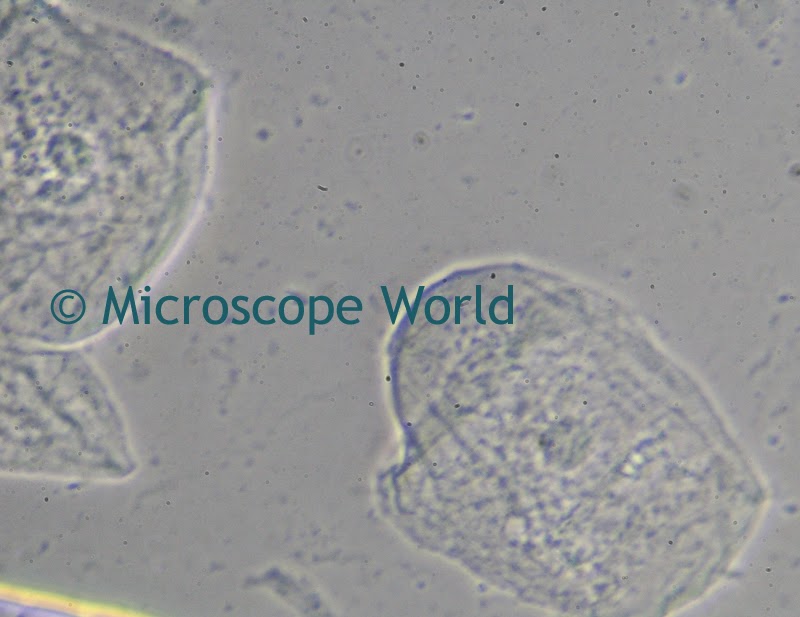 cheek cells under phase contrast microscope