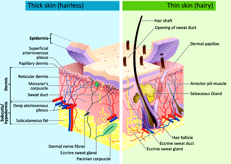 Skin facts Know your skin the dynamic natural skin care
