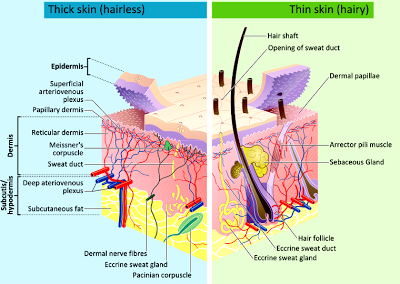 Structure and layers of skin