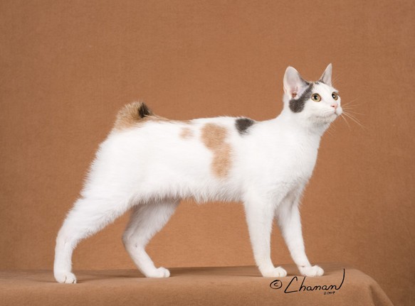 Рассмотрите фотографию кошки породы японский бобтейл