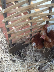 coop chicken fun henrietta supervising polly framework construction