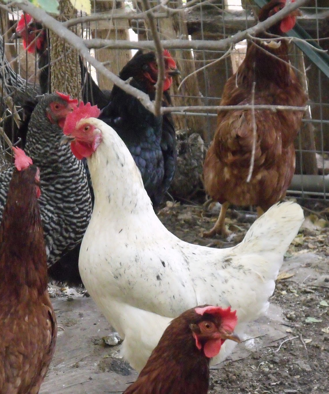 Artisan Farmstead Living Best Laying Hens for your Farmyard Flock