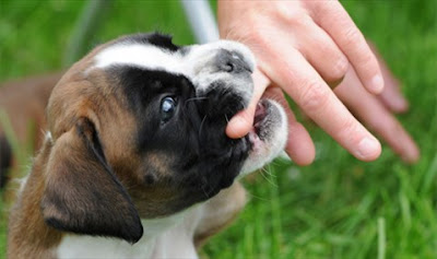 vắc xin phòng dại vắc xin phòng dại