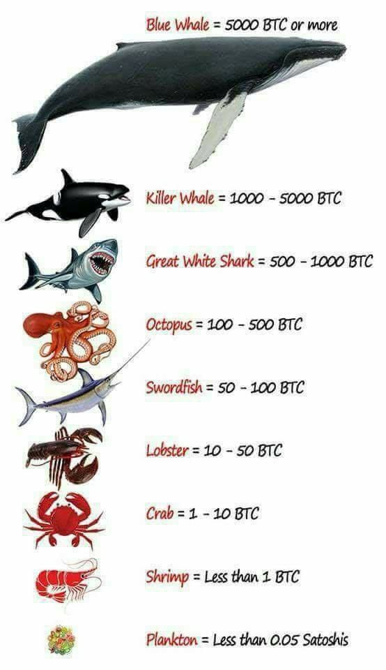 how much crypto to be a whale