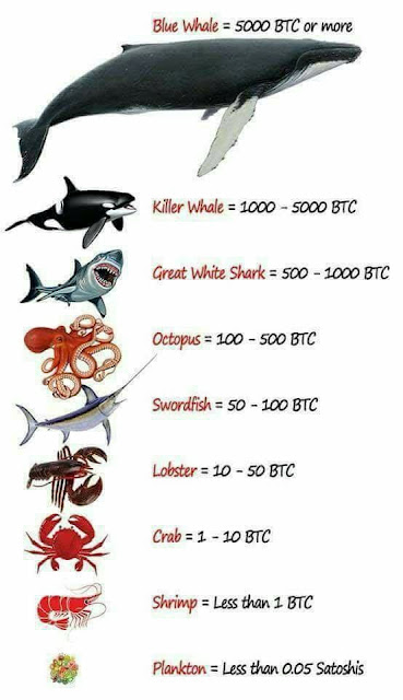 how-to-become-whale-in-cryptocurrency