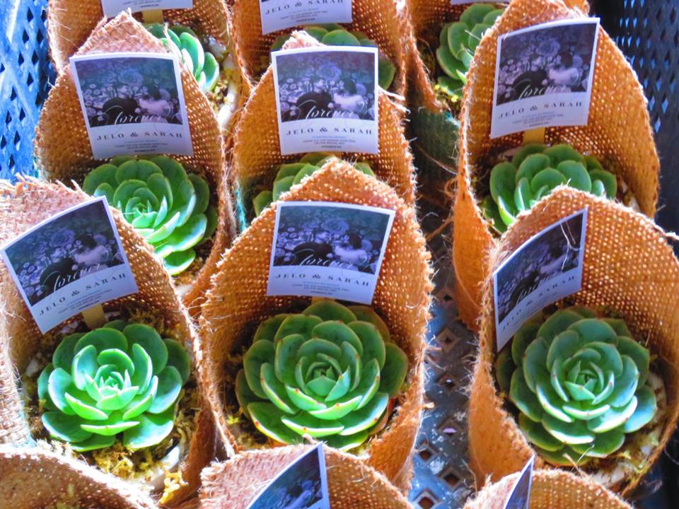 Succulents Cebu and Cactus Collection Cassiel's Succulent World