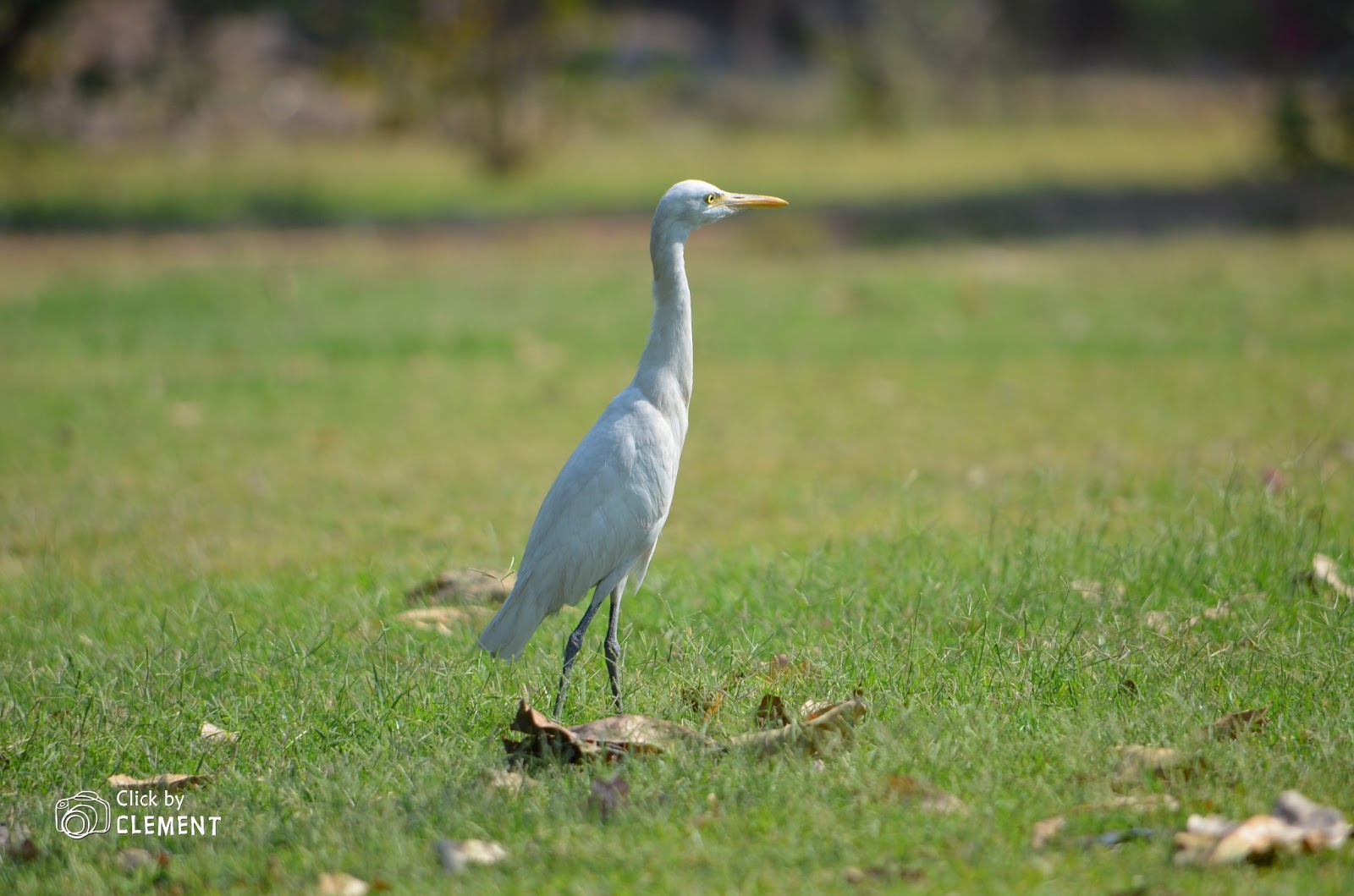My clicks crane bird My clicks crane bird