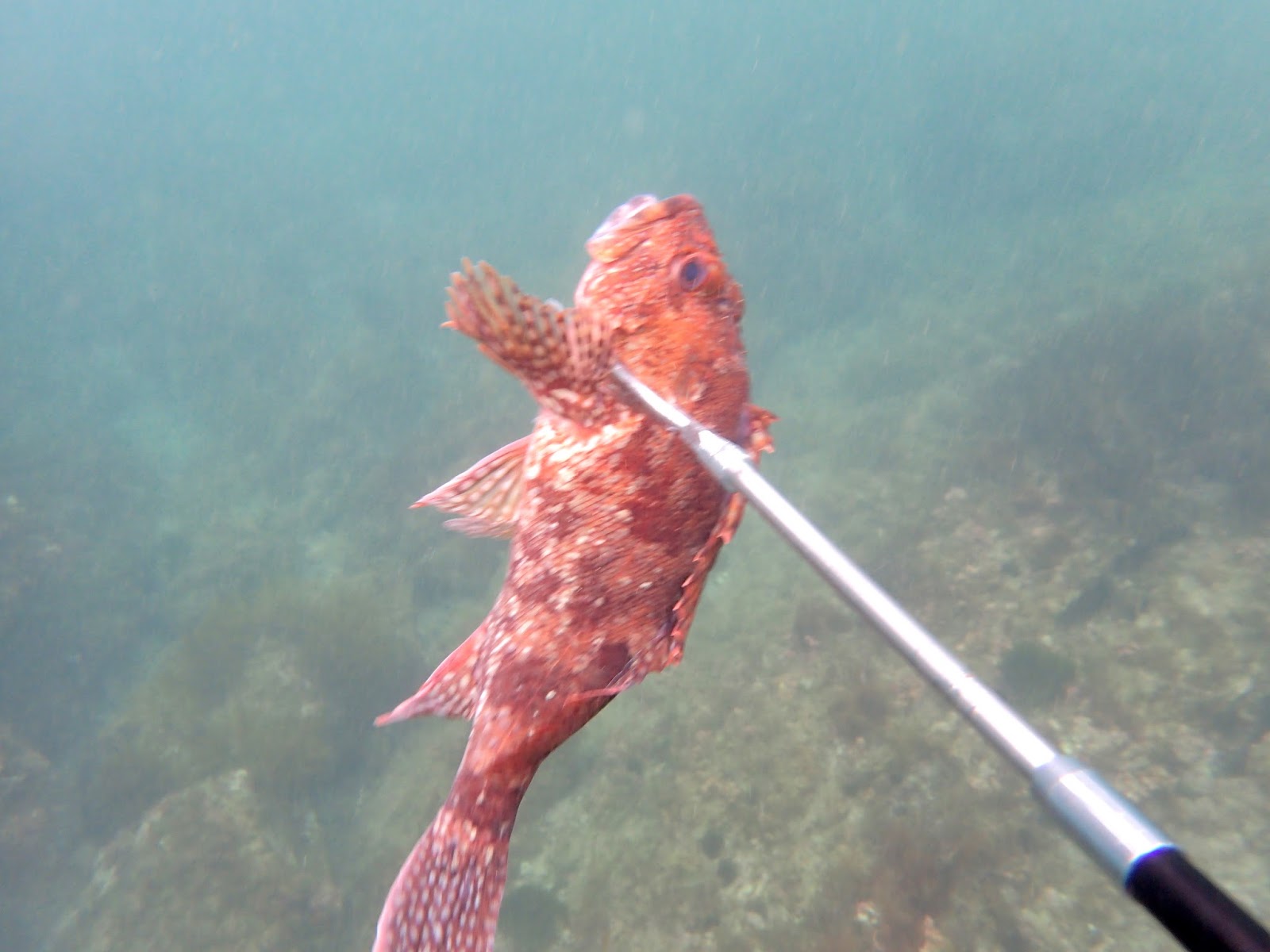 俺達の田舎暮らし カサゴの炙りの刺身
