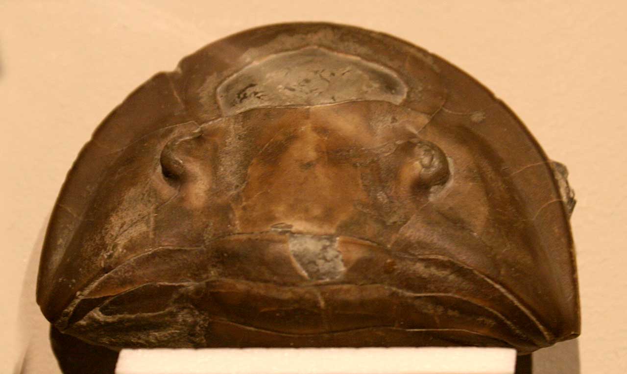 Louisville Fossils and Beyond Isotelus maximus Trilobite Fossil