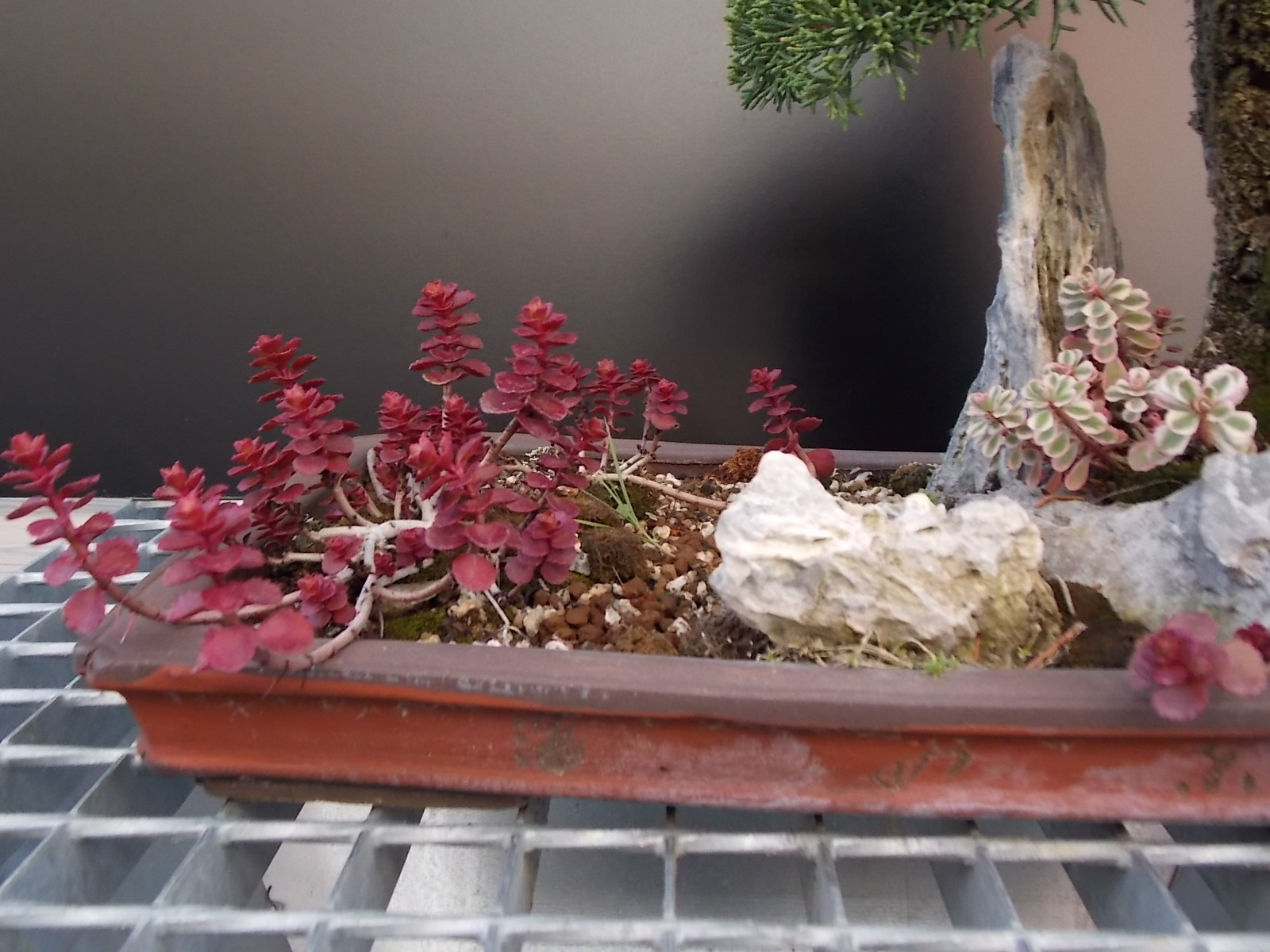 bonsaicodelia: agosto 2013