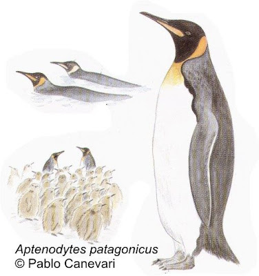 Pingüino rey Aptenodytes patagonica
