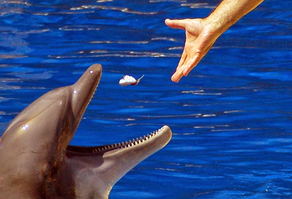 Imagen de un delfin, mamifero marino