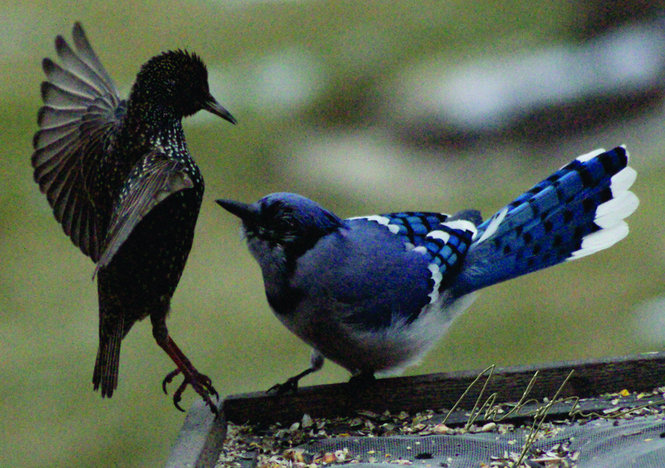 Pictures Blog: Blue Jay Attack