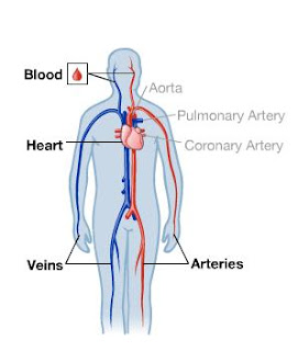 Blood, Heart and Circulation: March 2012