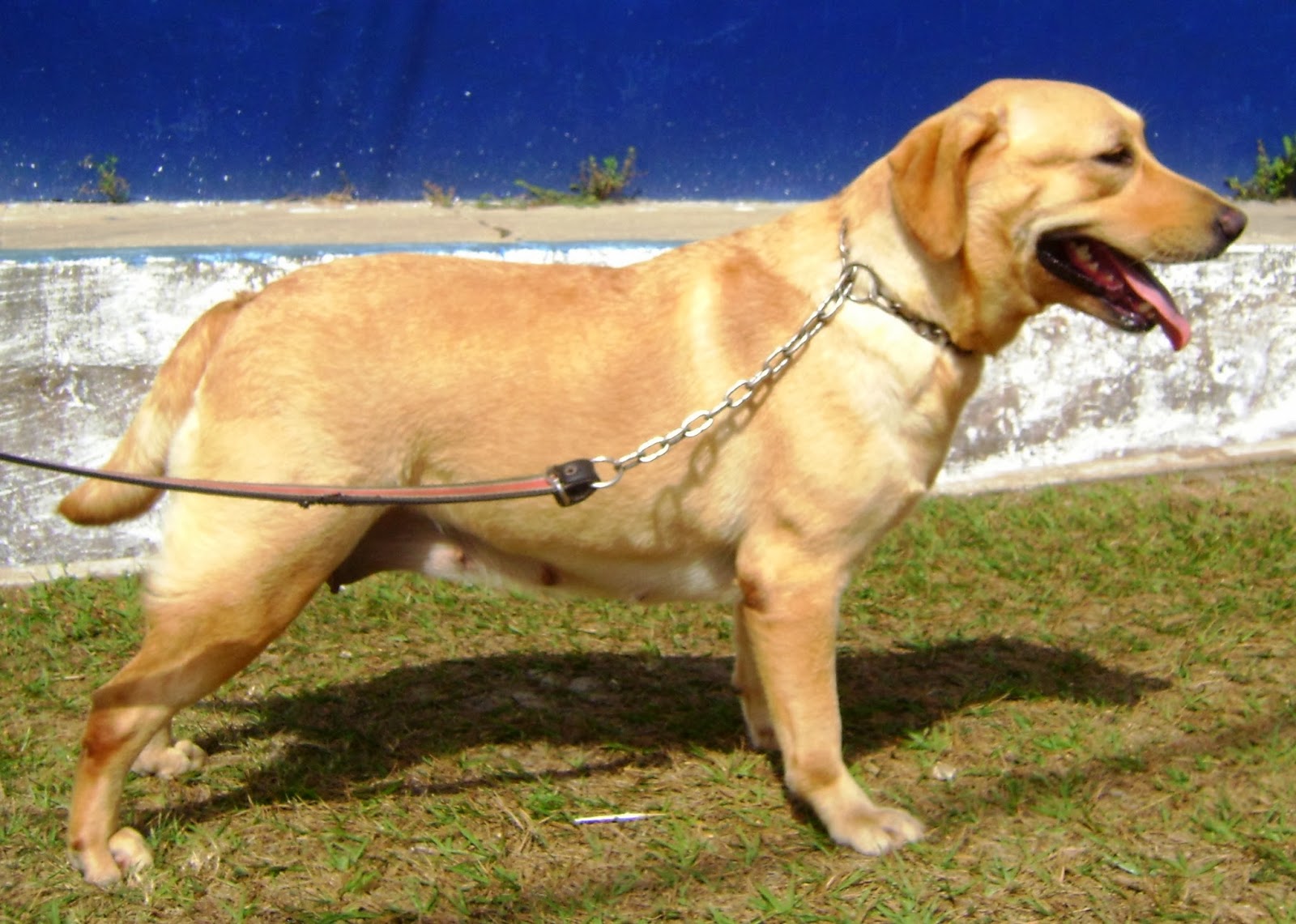 Canil BP Choque PMMA: Nosso Plantel