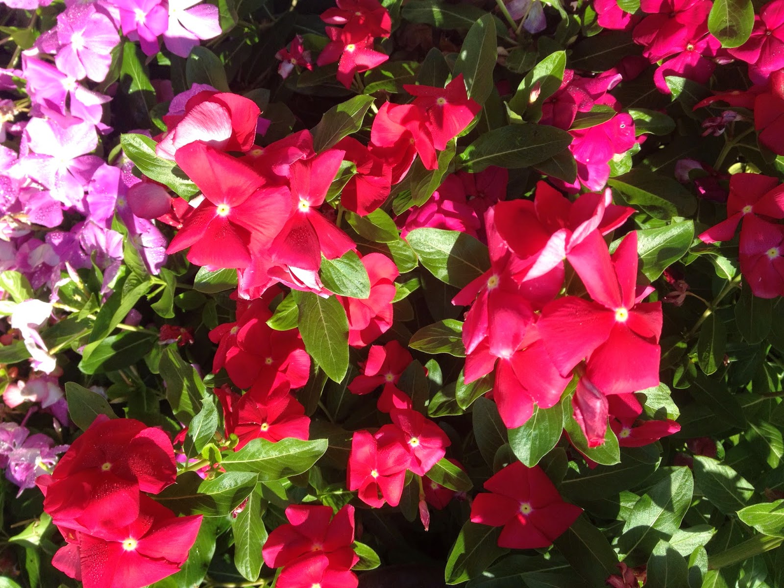 Aprille's SoCal Gardening Vinca