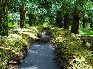 menanam-kelapa-sawit-rawa.jpg