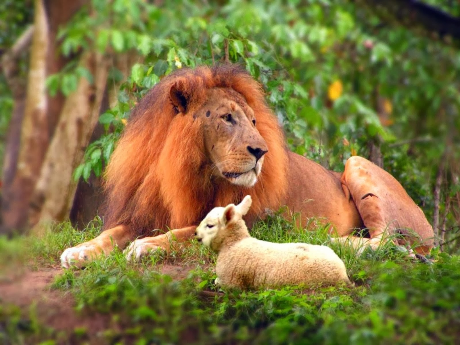 Wildlife Hd Wallpapers Lions HD Wallpapers (The King Of Jungle) 2014.
