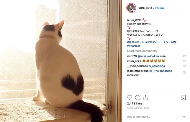 Kucing Ini Sita Perhatian Netizen dengan Tanda Berbentuk Hati di Punggungnya
