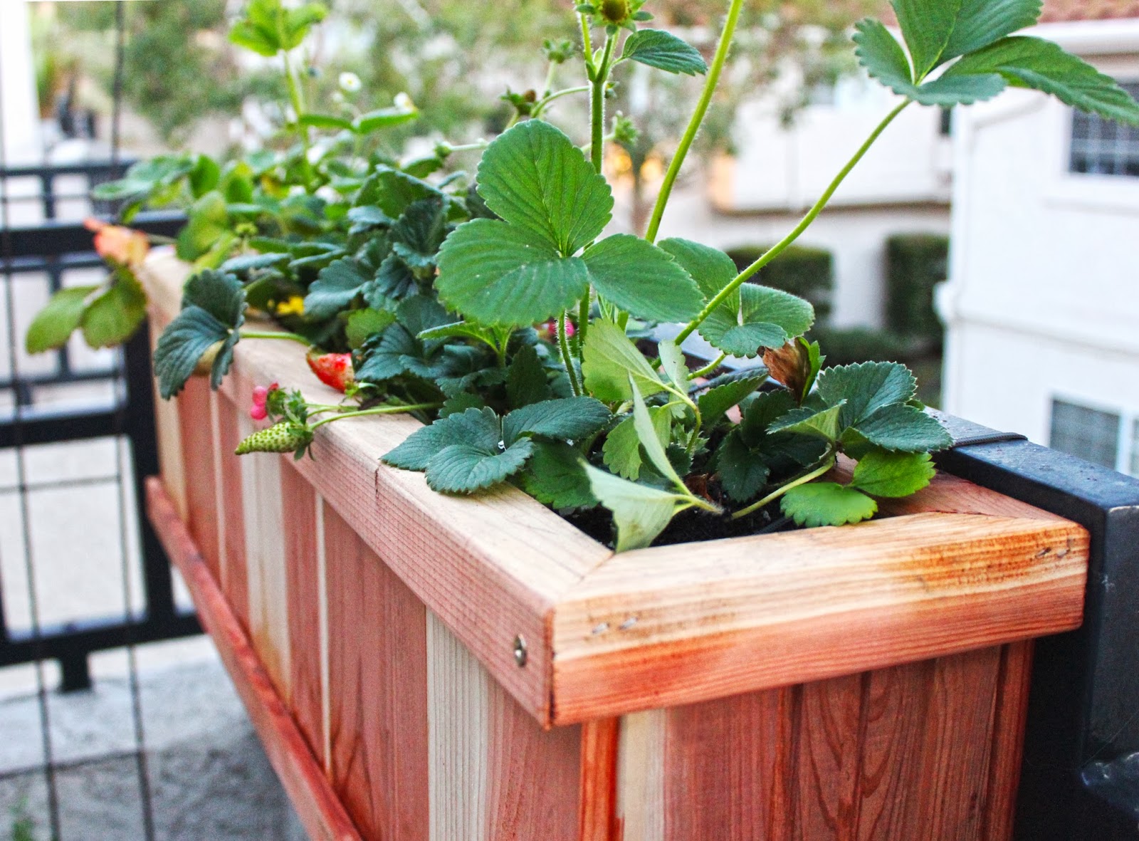 Courtney's Edible Garden: Weekend Project: Railing Planters 